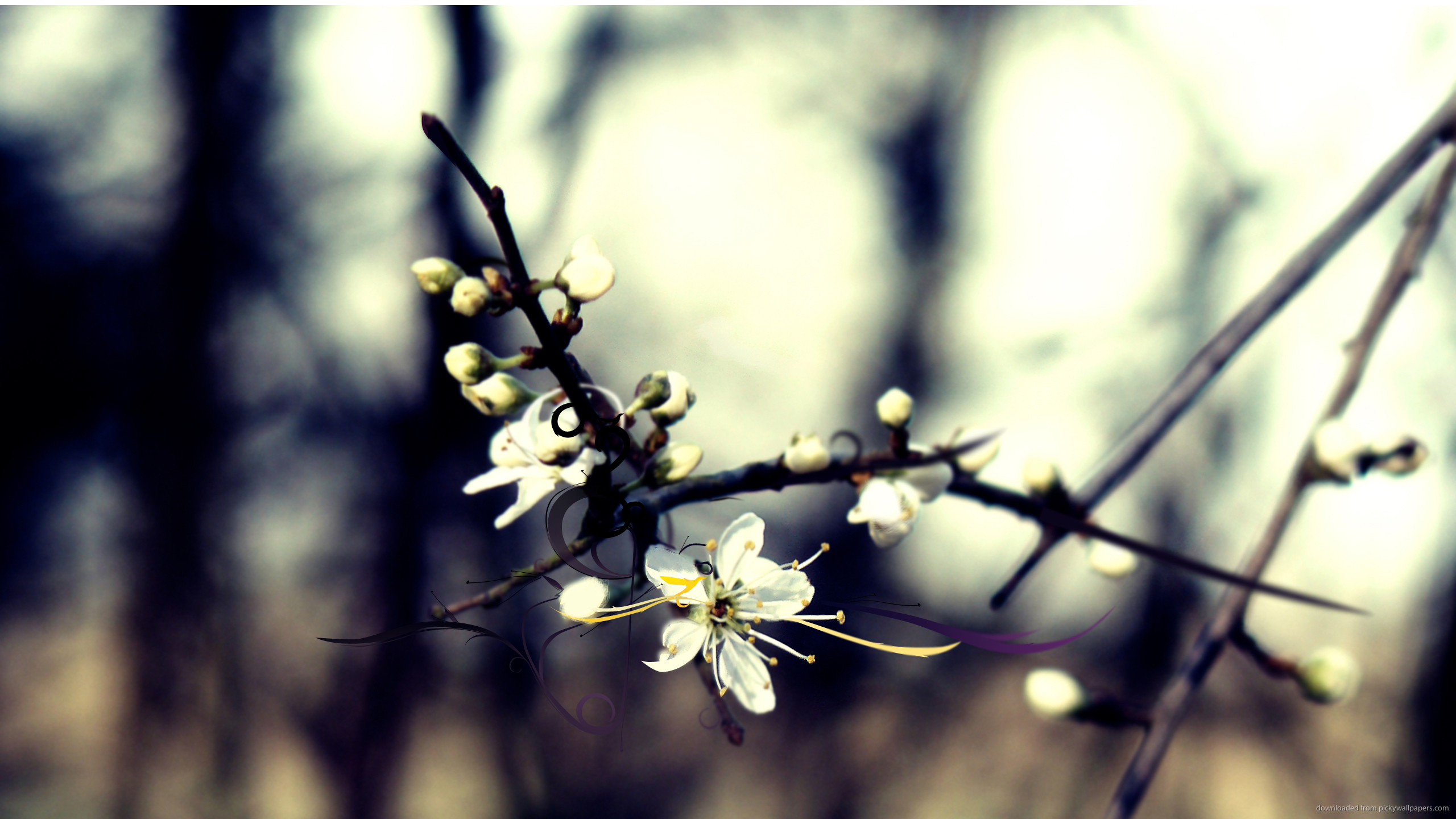 Éclosion de fleur