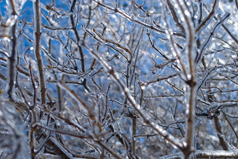 Branches glacées hiver